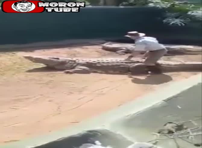Video :The crocodiles he plays with don't want to have fun